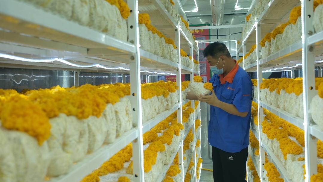 ɽ�|���f�����S�𡱮a(ch��n)�I(y��)����ġ������������Ƽ���(w��n)�a(ch��n)��